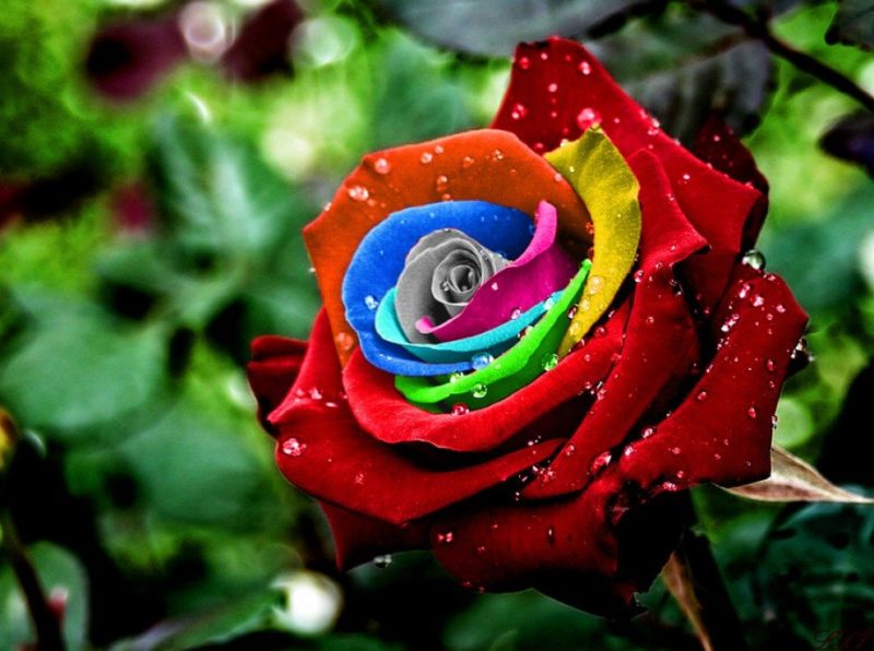 La couleur d'une rose en rêve