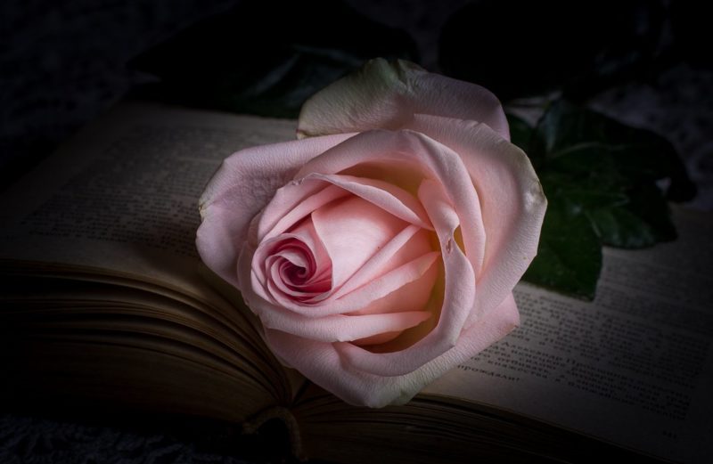 Rose par des livres de rêves