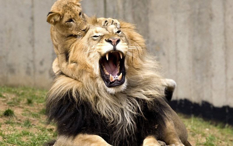 Qu'est-ce que le grand lion signifie dans un rêve?