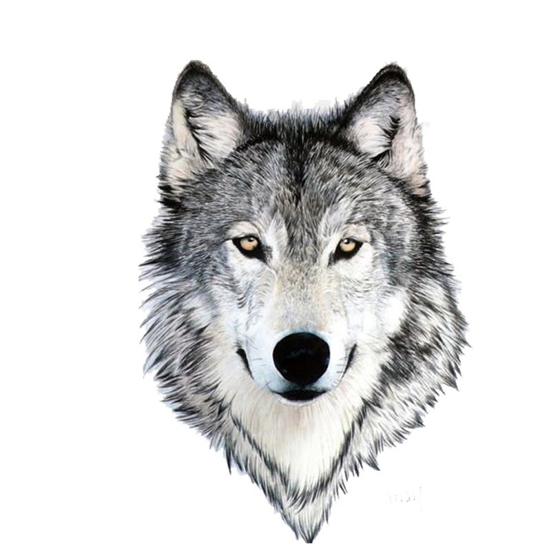 Vakker ulv - skisse for tatovering