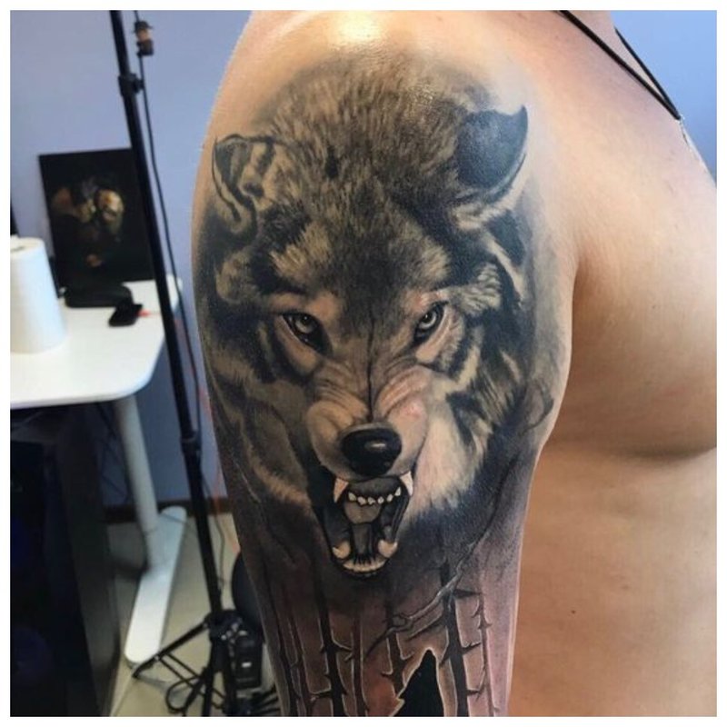 Glis av en ulv - tatovering til mannen